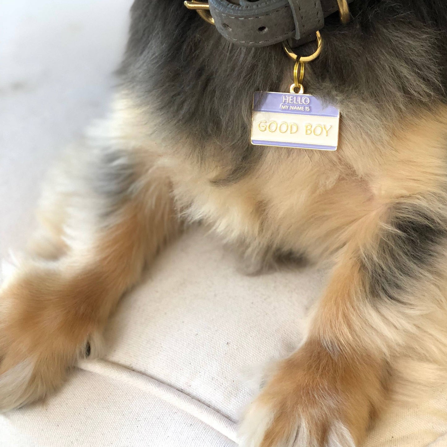 A dog rests with a close-up on its collar, featuring a brass Good Boy Collar Charm by Two Tails Pet Company. The tag reads, Hello, my name is GOOD BOY. Its fur is brown, black, and tan against a light fabric background.