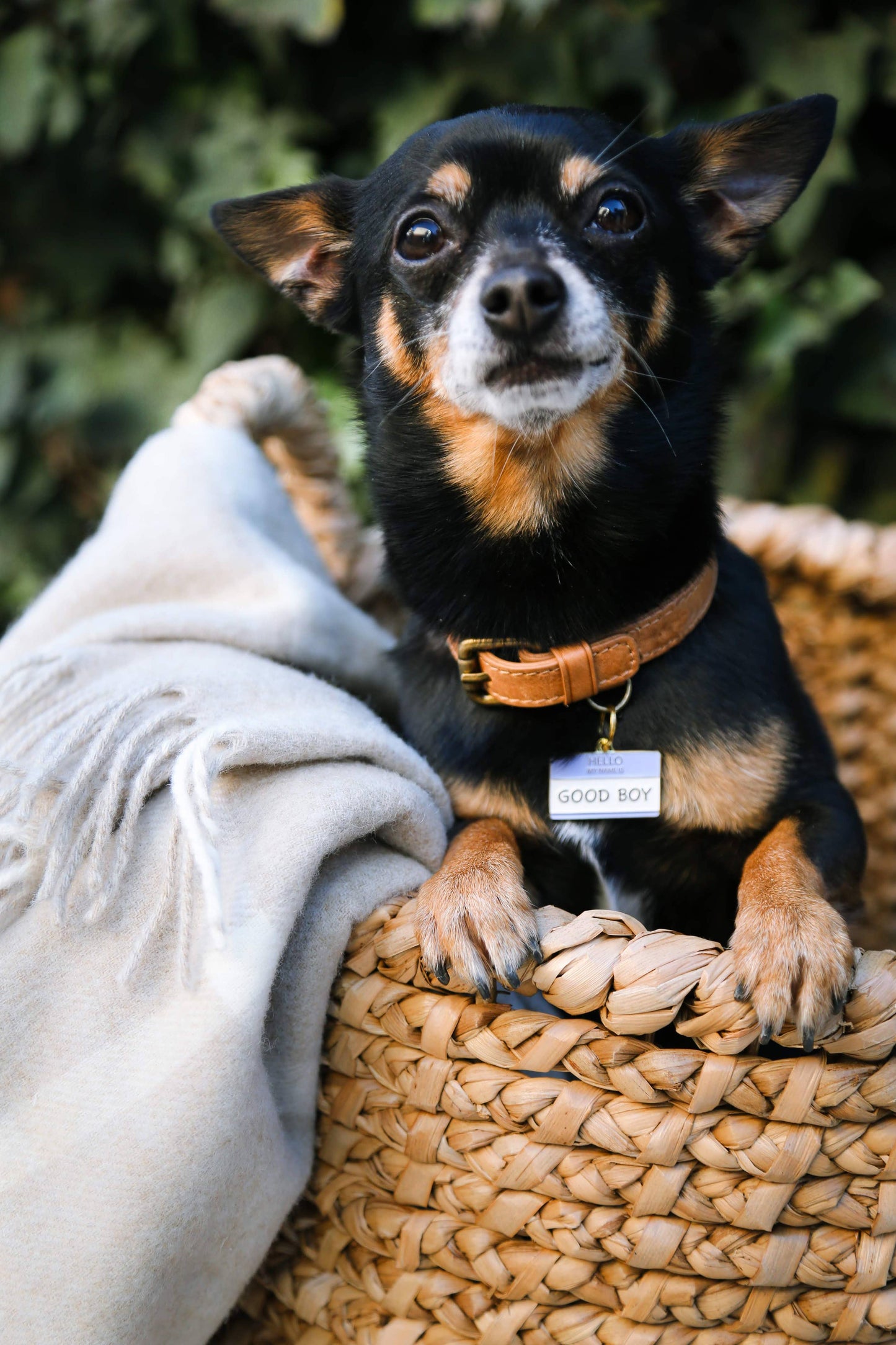 A small black and brown dog wears a Two Tails Pet Company Good Boy Collar Charm as it sits in a woven basket with a beige blanket, looking up alertly, against a green backdrop.