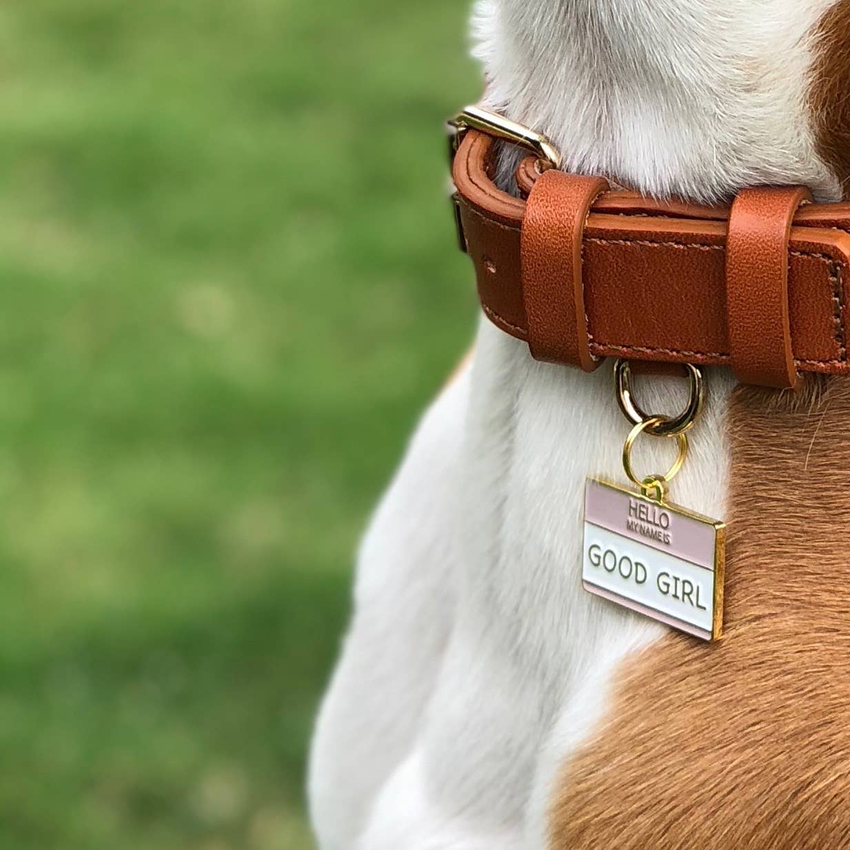 A close-up shows a dogs neck with the Good Girl Collar Charm from Two Tails Pet Company. The brass gold-plated charm reads Hello, my name is GOOD GIRL on a brown collar. The background is grassy and blurred, highlighting the trendy accessory.