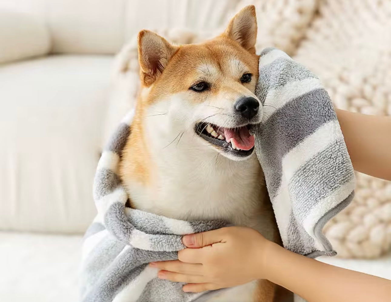 A Shiba Inu with a happy expression is wrapped in a gray and white Banks + Cove Bathrobe Drying Towel. A persons hands gently secure the towel around the dogs neck and shoulders against a soft-focus, light-colored indoor setting, perfect for pet pampering.