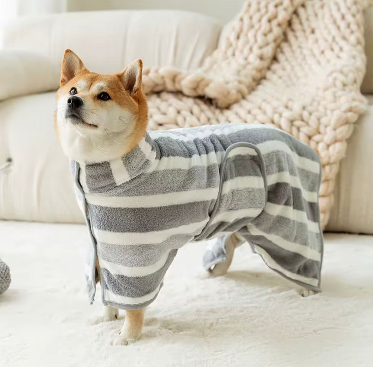 A Shiba Inu, freshly pampered with a Banks + Cove Bathrobe Drying Towel, proudly sports a cozy gray and white striped onesie on a light carpet. A knitted throw adorns the beige sofa, enhancing the homely vibe after his luxurious bath session.