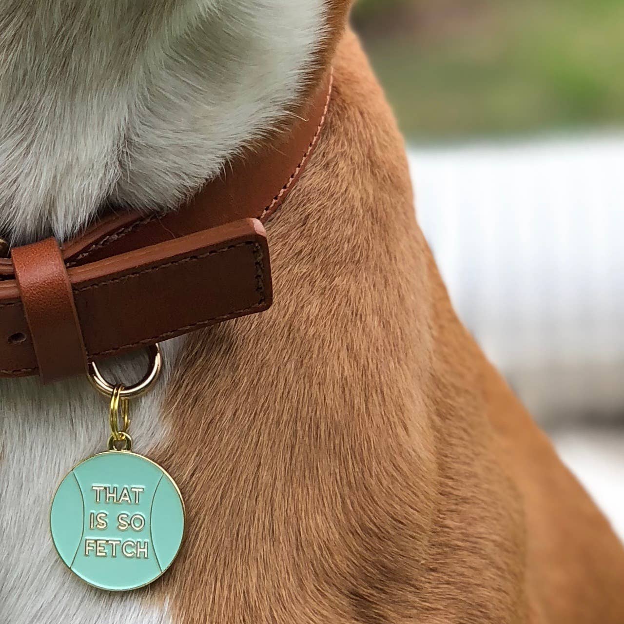 A close-up features a brown leather collar with Two Tails Pet Companys That is So Fetch Collar Charm, a turquoise accessory engraved with bold THAT IS SO FETCH. The charm adds flair to the light brown and white dogs neck.
