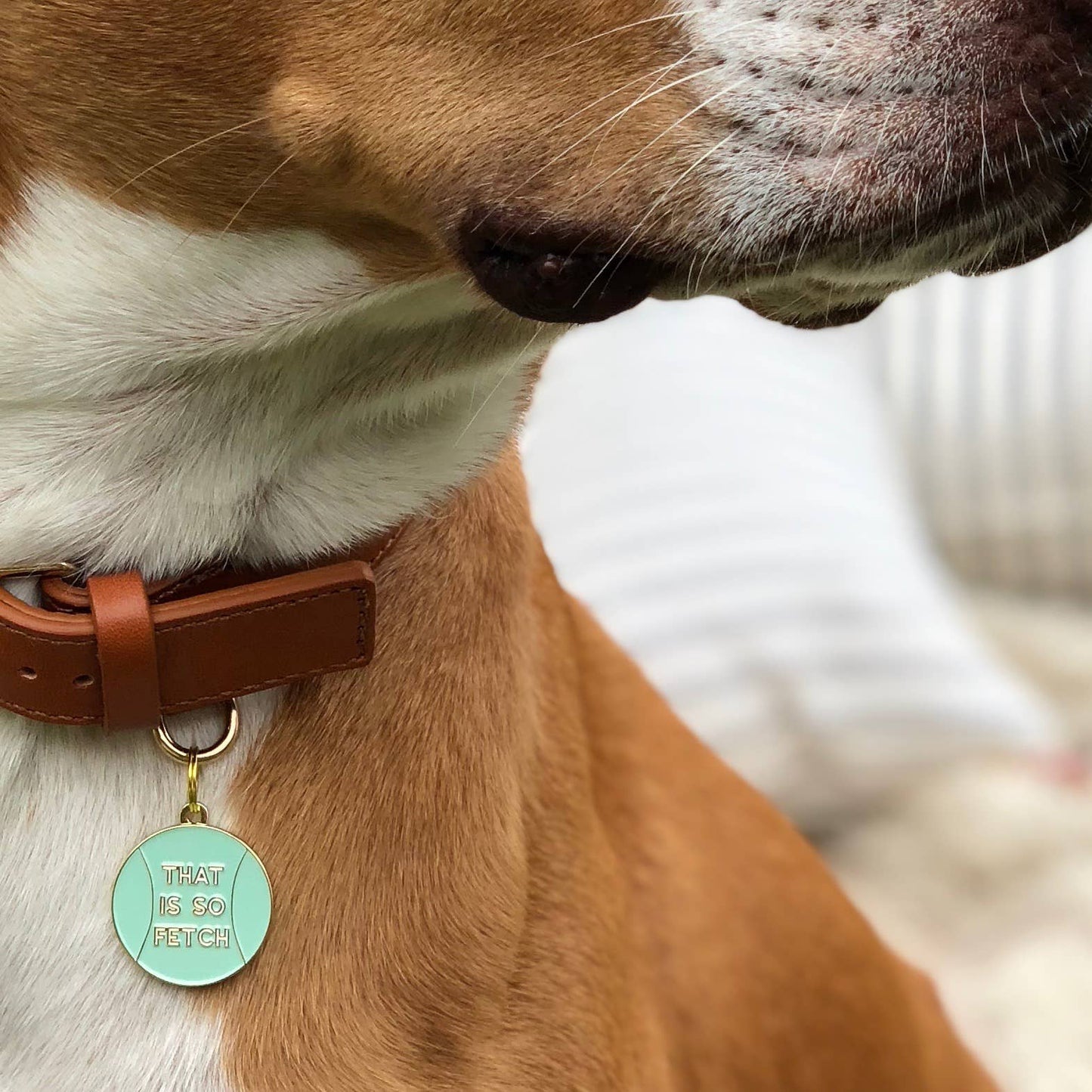 A close-up shows a dog wearing Two Tails Pet Companys That is So Fetch Collar Charm in mint green, paired with a brown collar. The dogs light brown fur has a white neck patch, set against an outdoor backdrop.