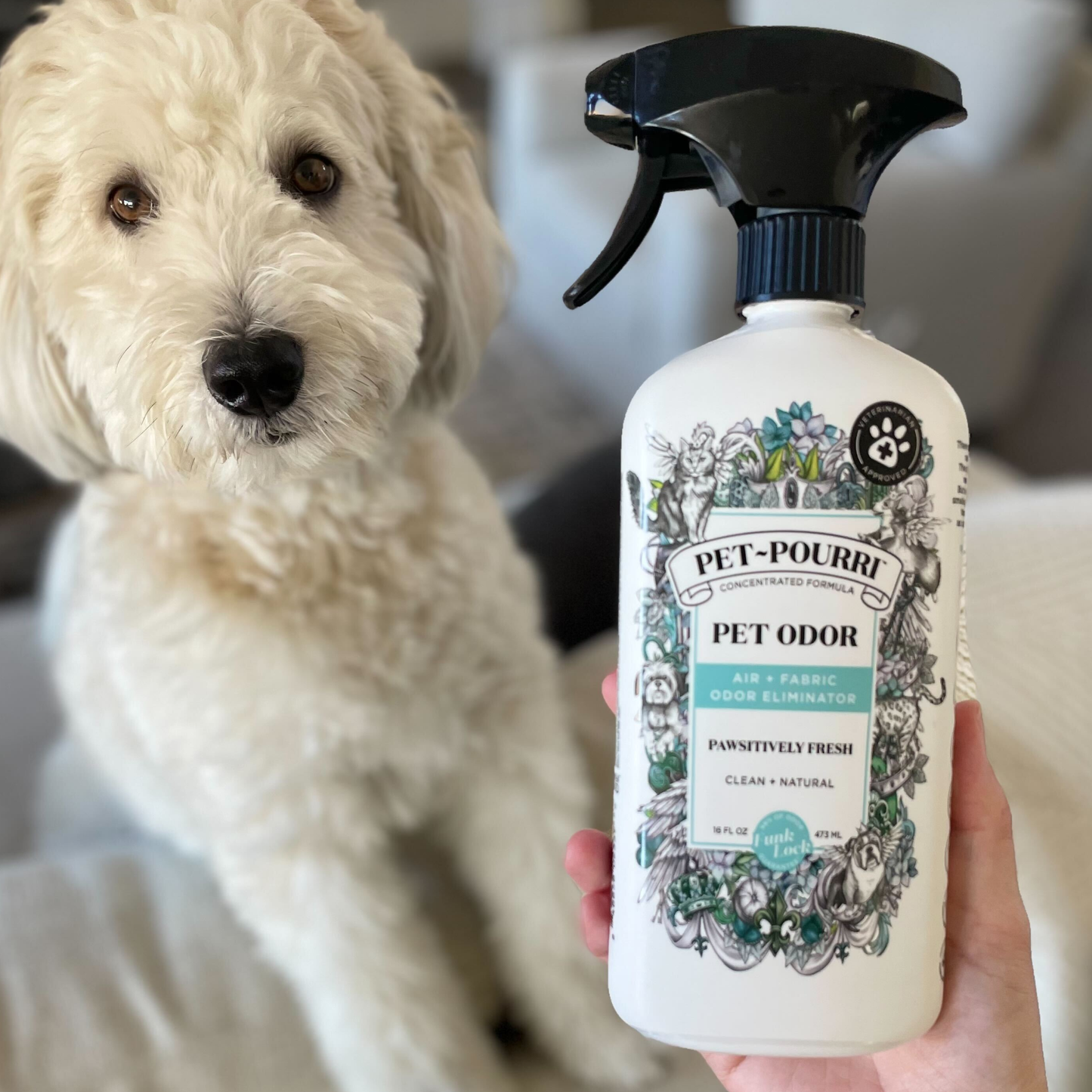 A fluffy white dog sits indoors, staring at the camera. In front, a hand holds a 16oz bottle of ~Pourri Pet~Pourri Pawsitively Fresh Air+Fabric Odor Refresher, showcasing a pet-friendly odor eliminator with charming pet illustrations on the label.