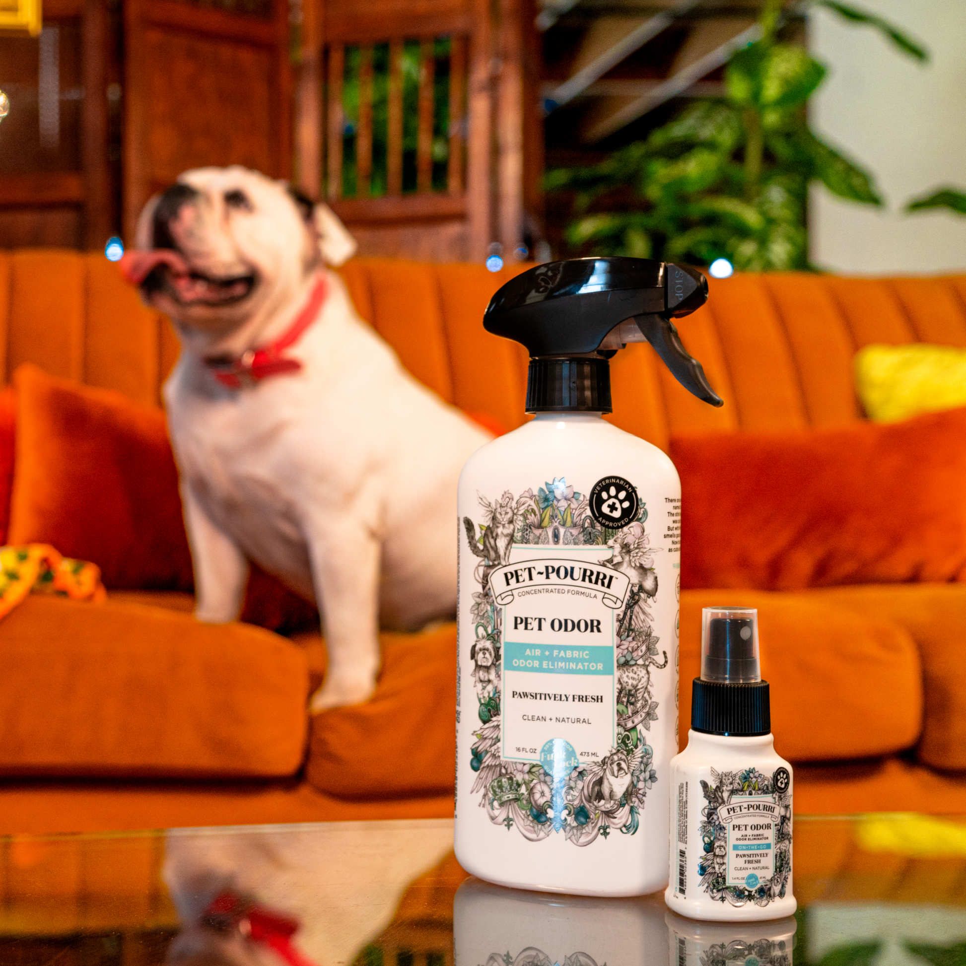 Two bottles of Pet~Pourri Pawsitively Fresh Air+Fabric Odor Refresher 1.4oz sit on the table, filled with pet-safe essential oils. A dog relaxes on an orange sofa in the background, amidst plants and wooden furniture that add to the cozy ambiance.